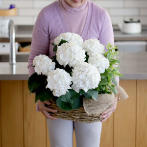 爽やかあじさい＆ミント