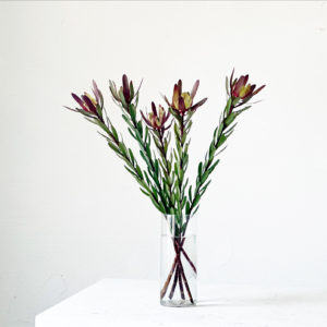 リューカデンドロ