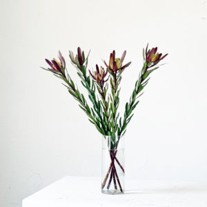 リューカデンドロ