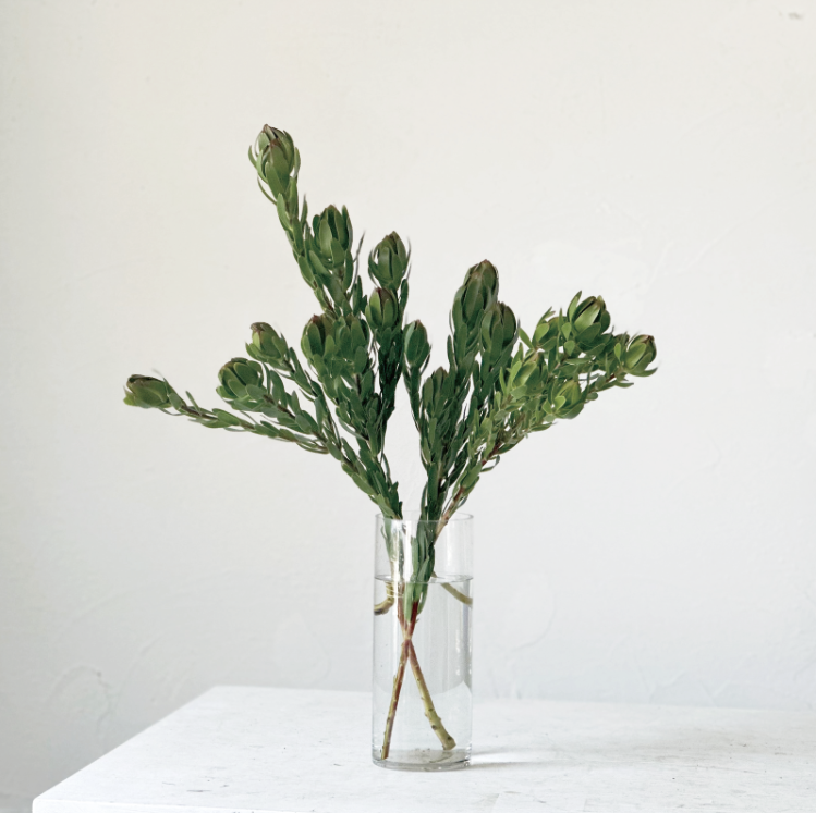 リューカデンドロ